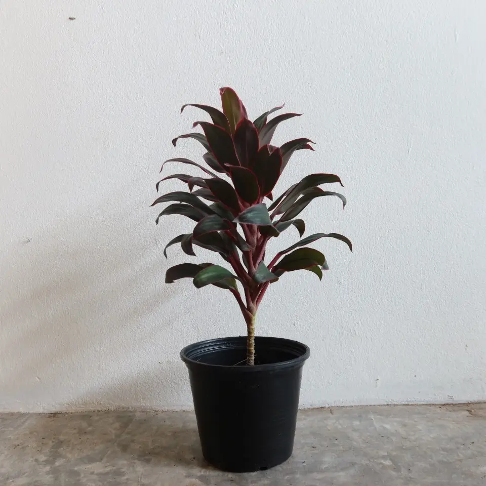 ต้นไม้มงคล-เสริมดวง-รับทรัพย์-02