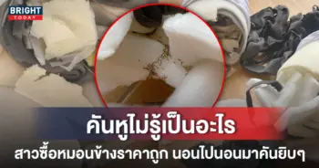 มดขึ้นหมอนข้าง