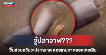 5ปลาวาฬ
