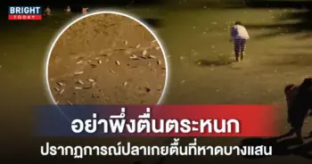 ปลาเกยตื้นที่หาดบางแสน