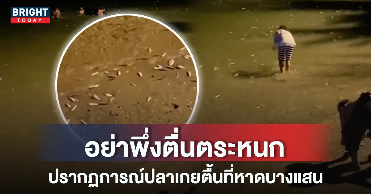 ปลาเกยตื้นที่หาดบางแสน