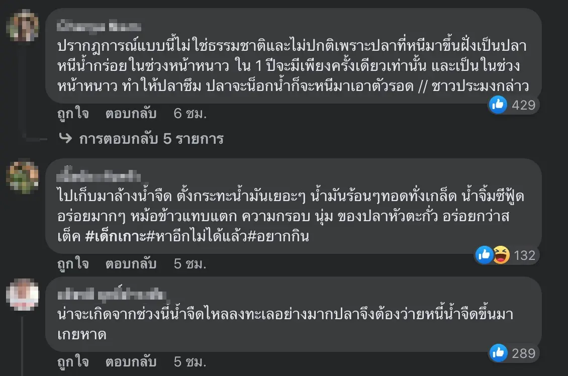 ปลาเกยตื้นบางแสน2