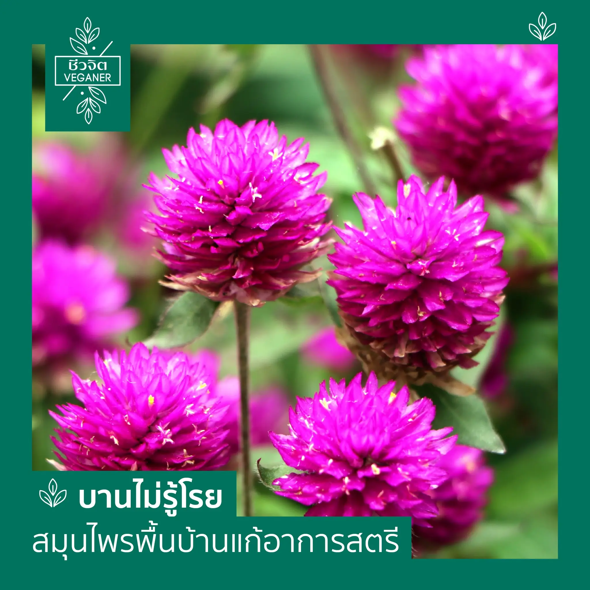 บานไม่รู้