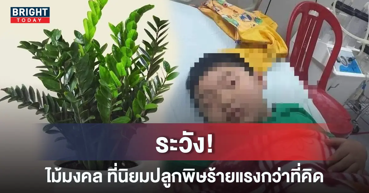 ต้นกวักมรกต