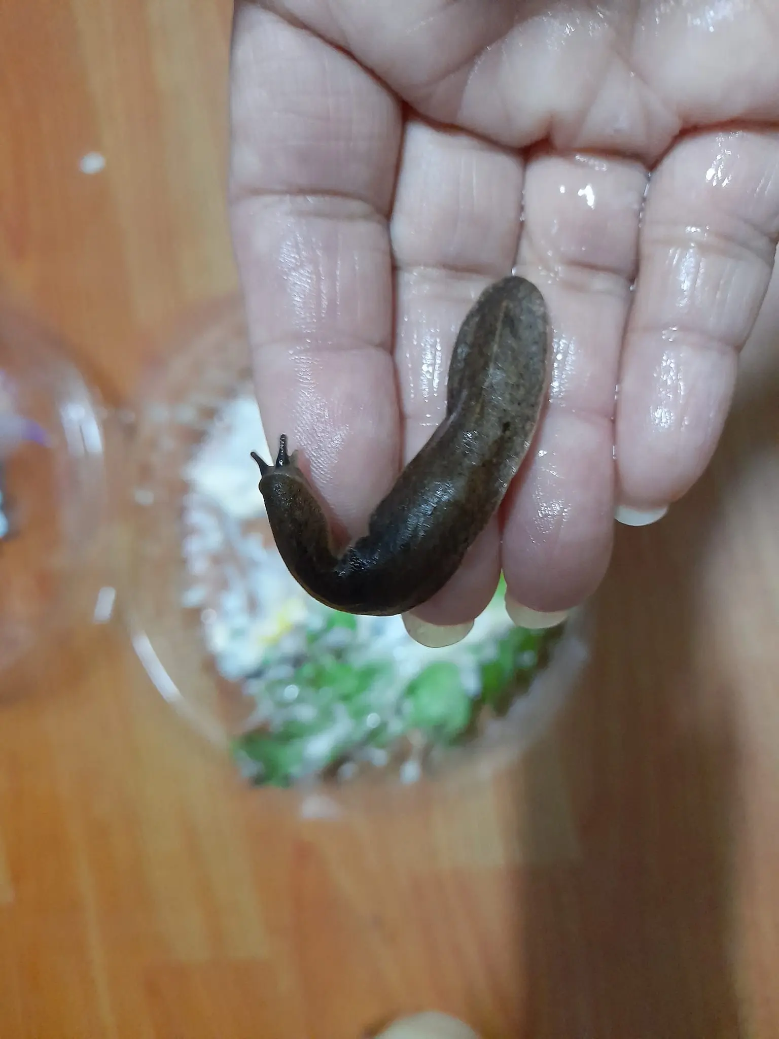 เจอตัวทากในสลัด
