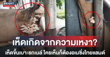 -เห็ดขึ้นเบาะรถเมล์