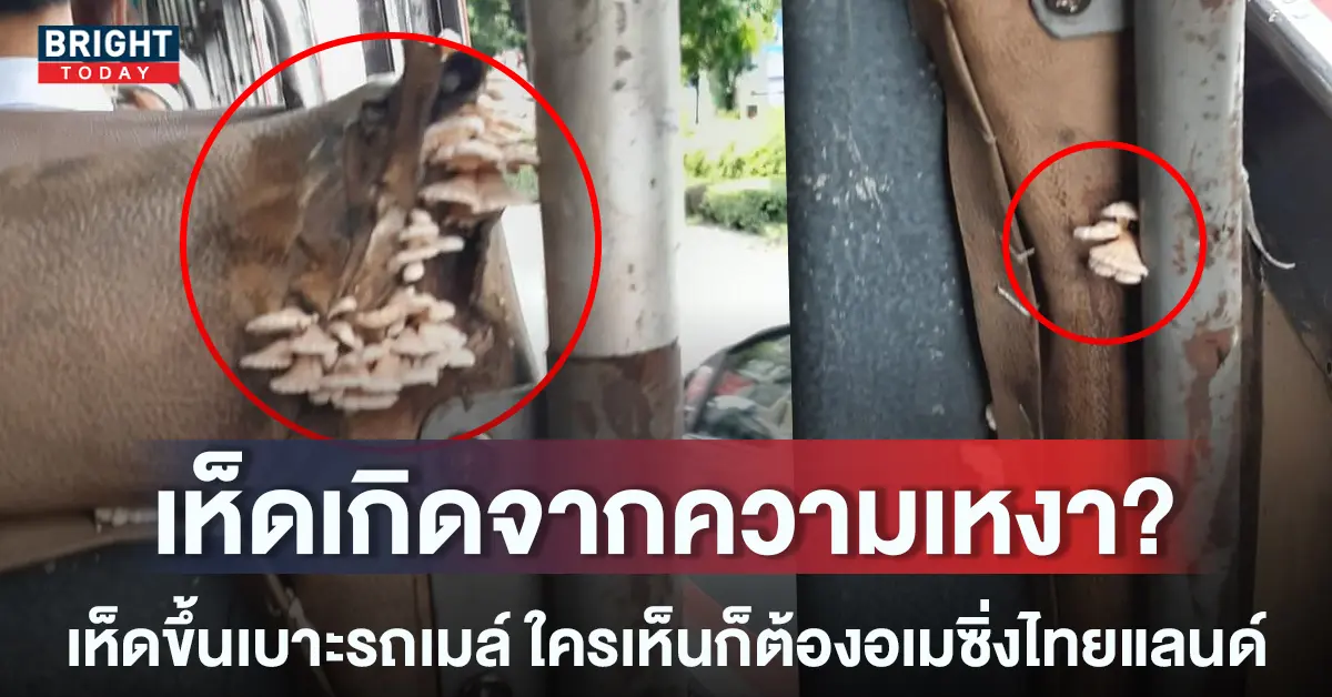 -เห็ดขึ้นเบาะรถเมล์