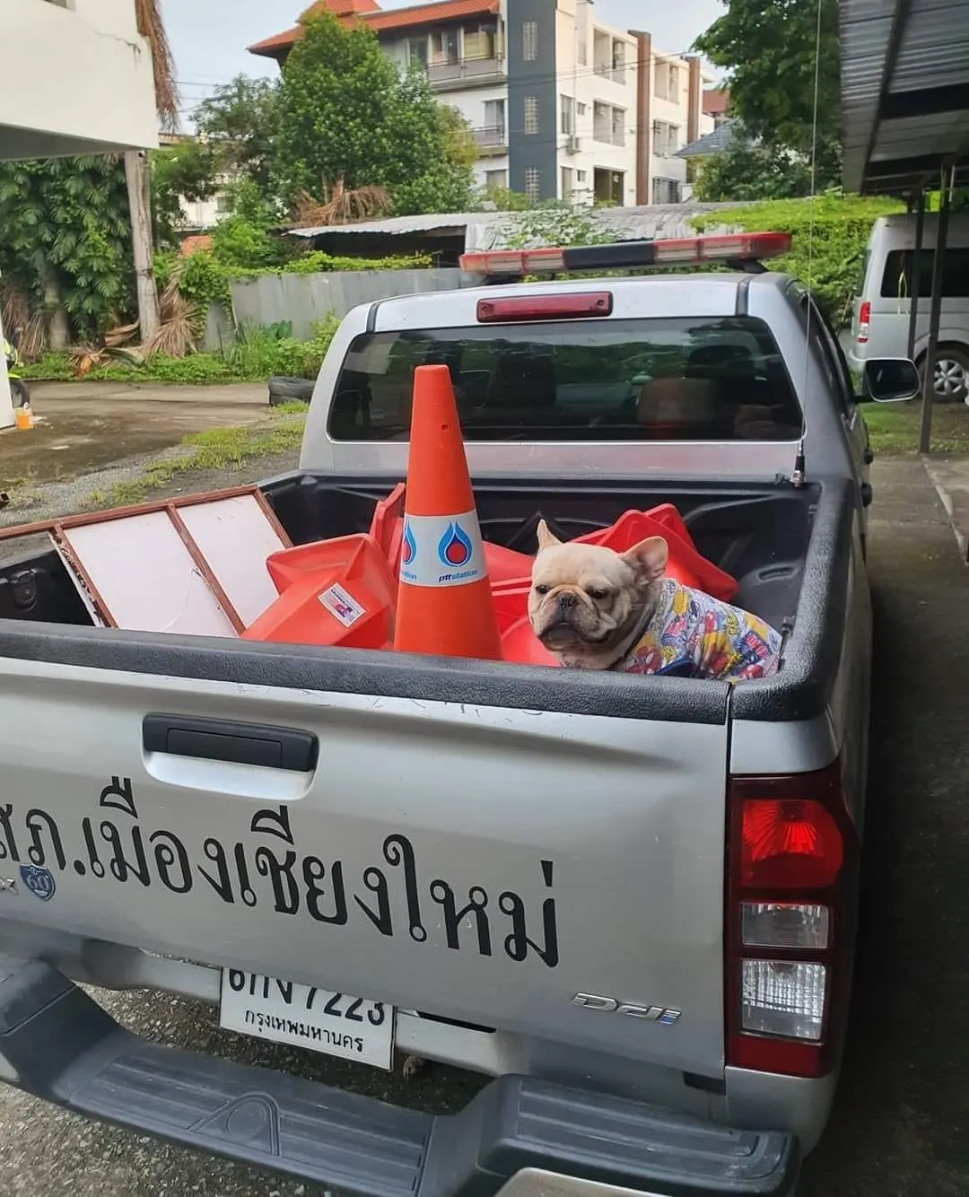น้องหมาถูกจับ