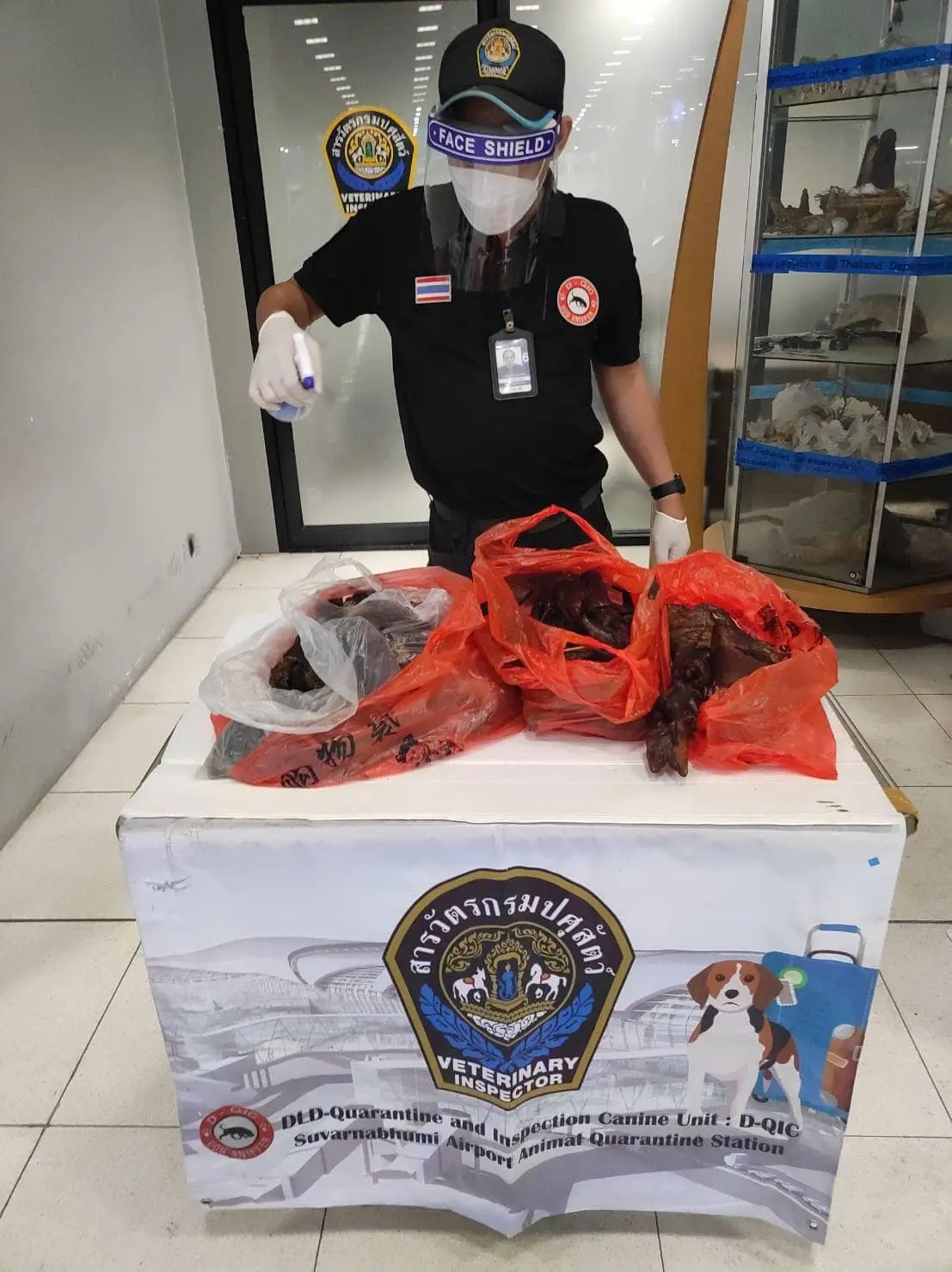 บีเกิลค้างคาวรมควัน3