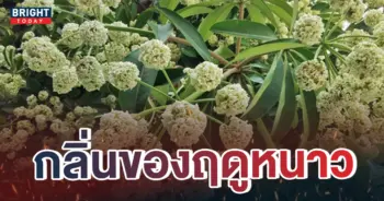 หน้าปกใหม่-ต้นตีนเป็ด