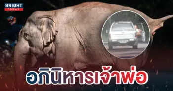 หน้าปกใหม่ช้างป่า
