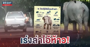 -เร่งล่า-ชายยั่วช้างป่า-1