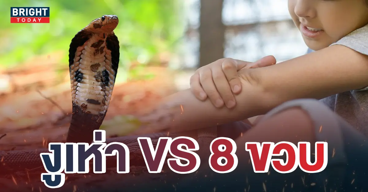 เด็ก-8-ขวบ-งูเห่ากัด