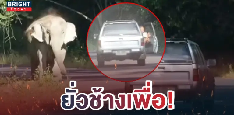 หน้าปกใหม่-ขับรถยั่วช้างป่า-1