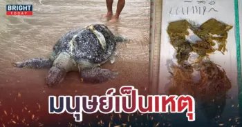หน้าปกใหม่-ซากเต่าตะนุเกยตื้น