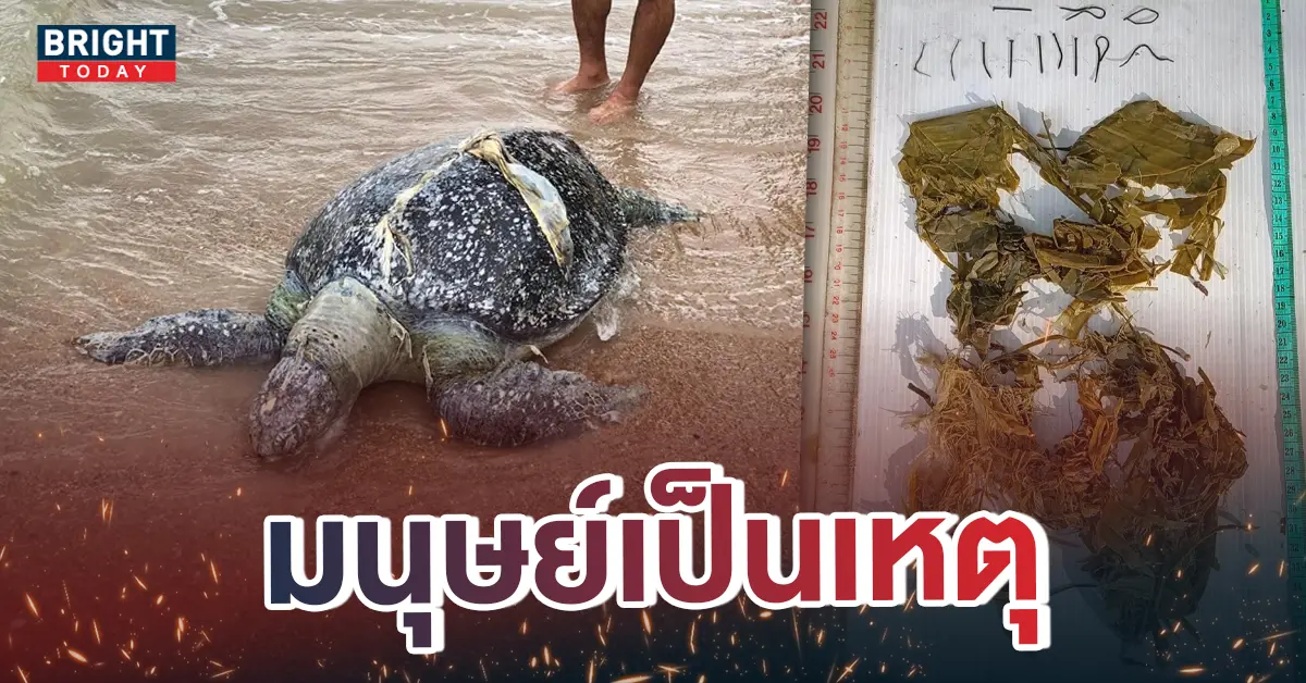 หน้าปกใหม่-ซากเต่าตะนุเกยตื้น