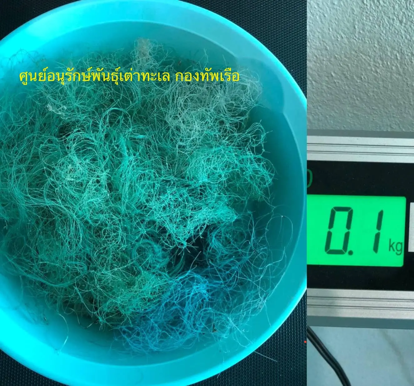ซากเต่าตะนุเกยตื้น-6
