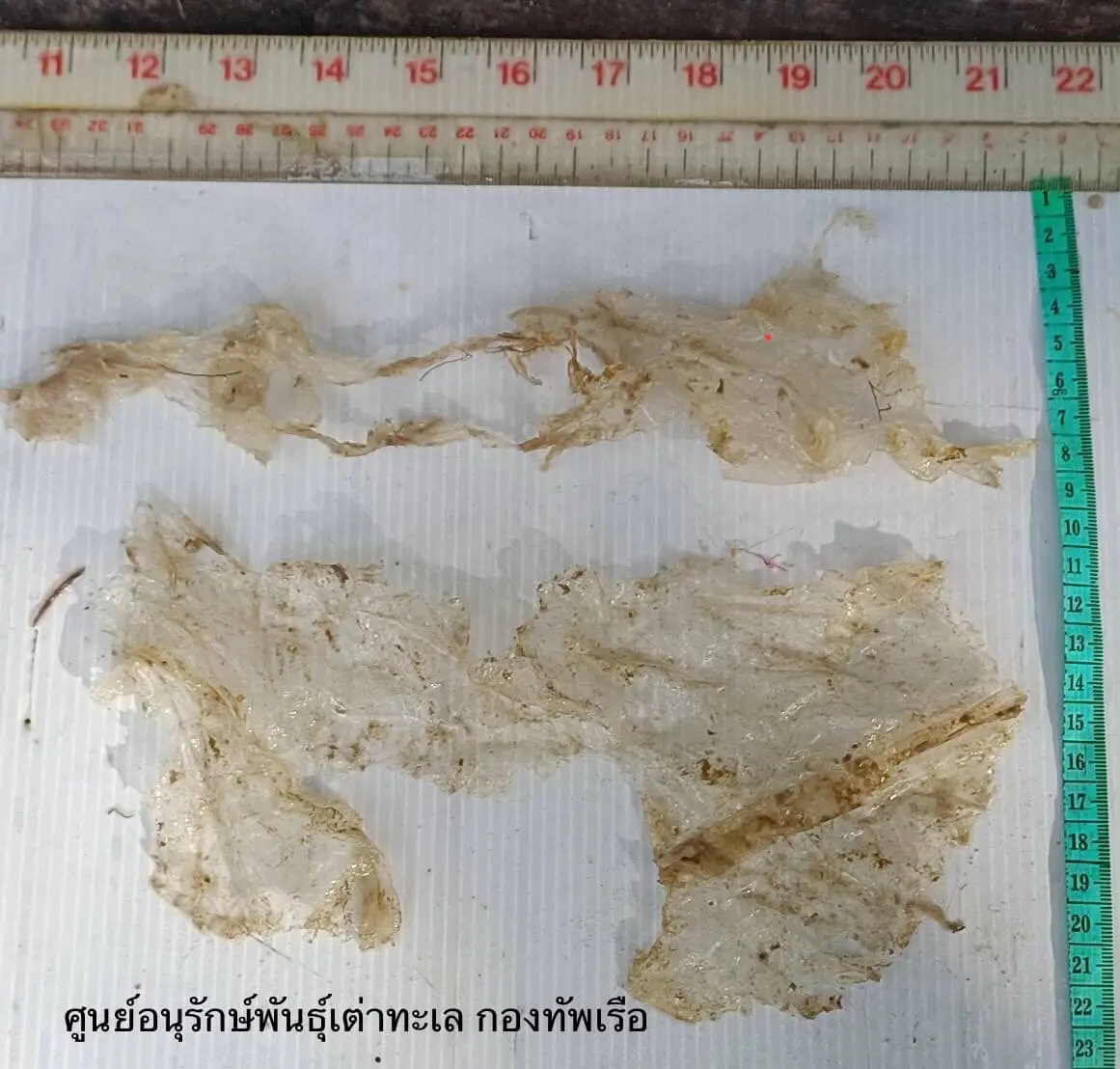 ซากเต่าตะนุเกยตื้น-4