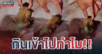 6คางคก-1