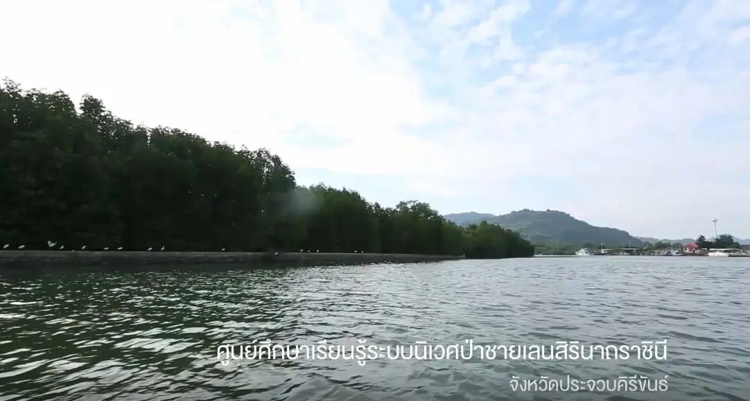 ศูนย์ศึกษาเรียนรู้ระบบนิเวศป่าชายเลนสิรินาถราชินี-3