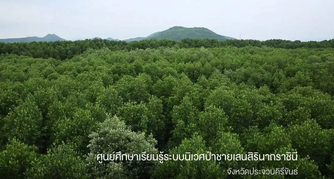 ศูนย์ศึกษาเรียนรู้ระบบนิเวศป่าชายเลนสิรินาถราชินี-1
