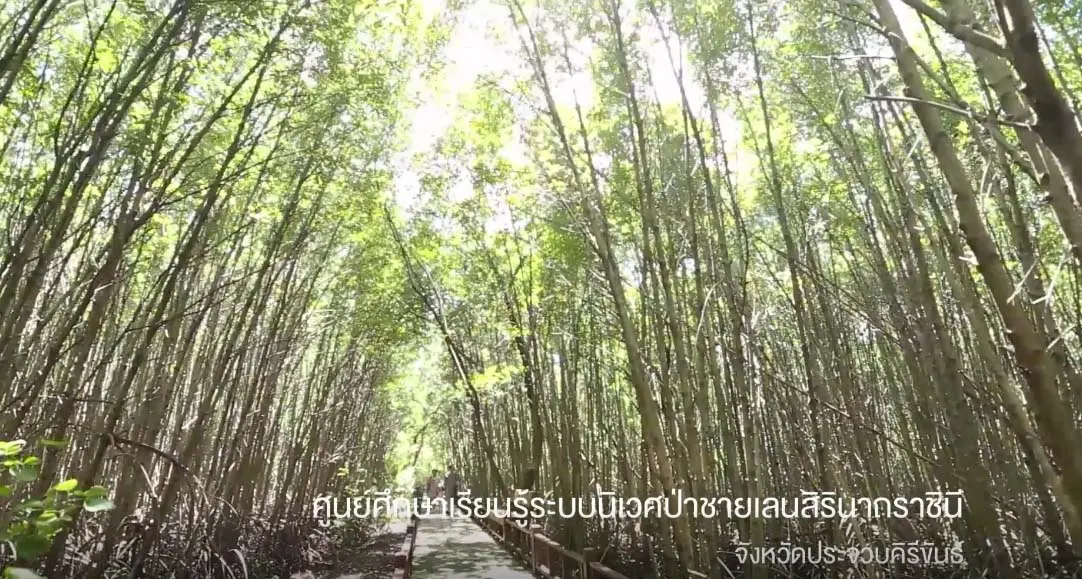 ศูนย์ศึกษาเรียนรู้ระบบนิเวศป่าชายเลนสิรินาถราชินี-2