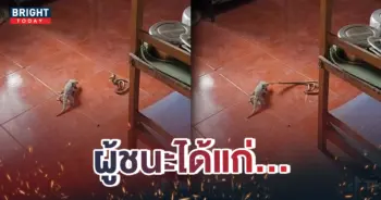 -ตุ๊กแกสู้งู