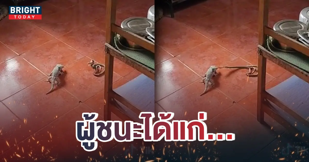 -ตุ๊กแกสู้งู