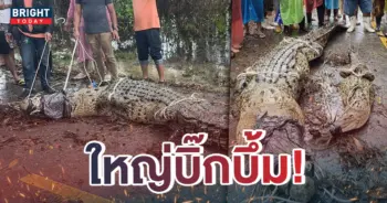 หน้าปกใหม่-จระเข้หลุด