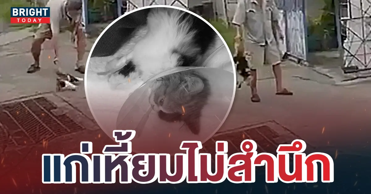 ลุงฟาดแมว