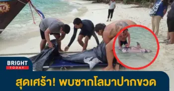 โลมา1-2