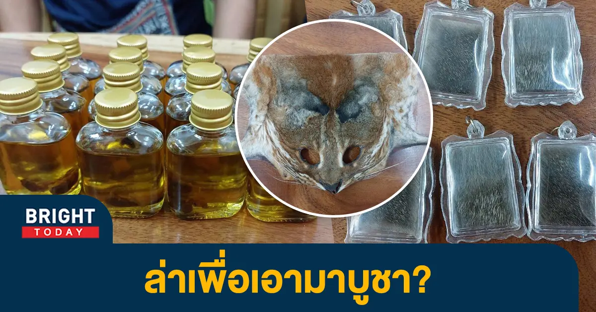 ซากเสือไฟ-1