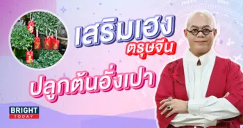 ปลูกต้นอั่งเปา-ตรุษจีน-2566