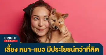 แมวว