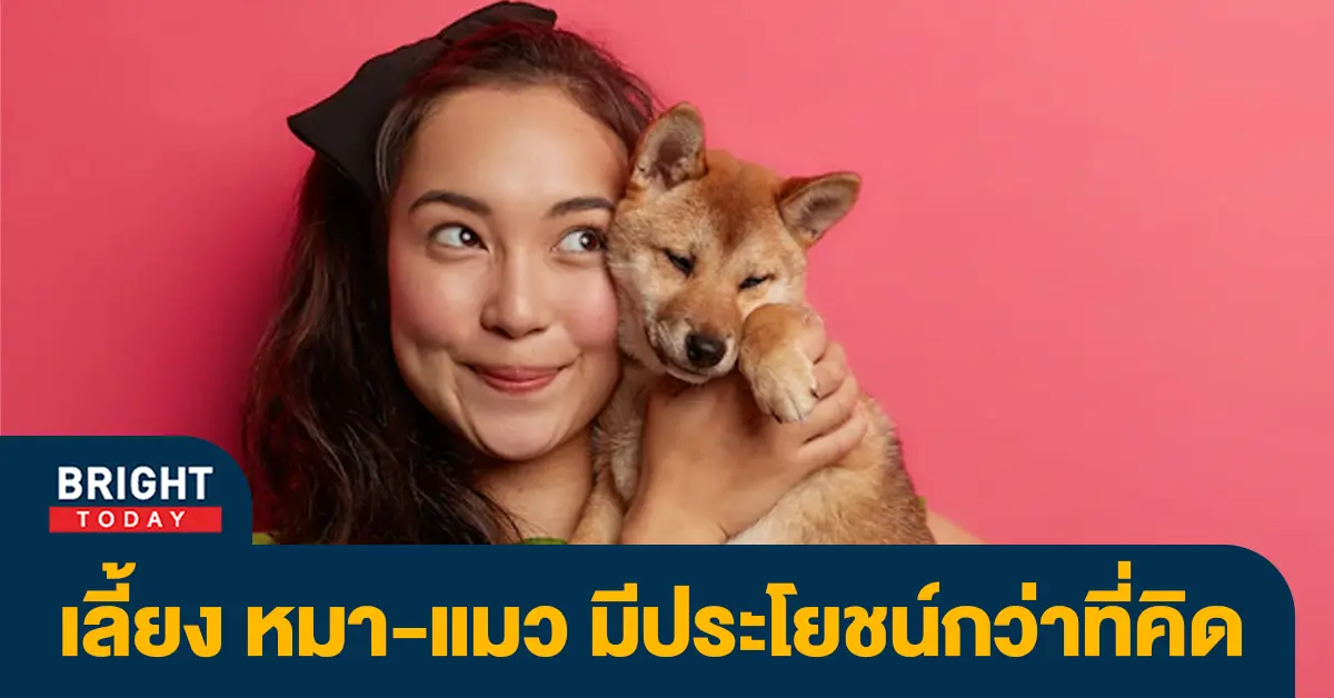 แมวว