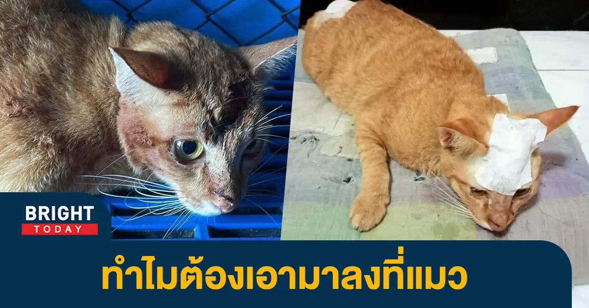 ทาสแมว-1