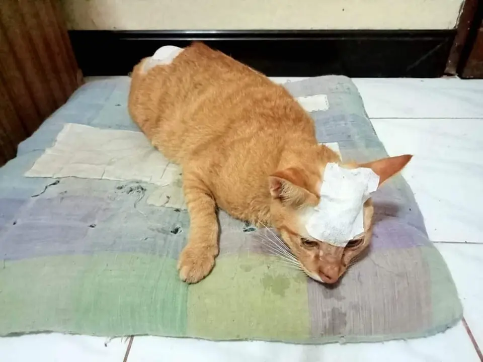 น้องแมว-3-ขา4