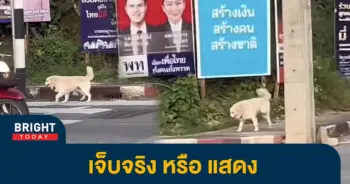 หมา1
