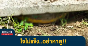 2งูใหญ่
