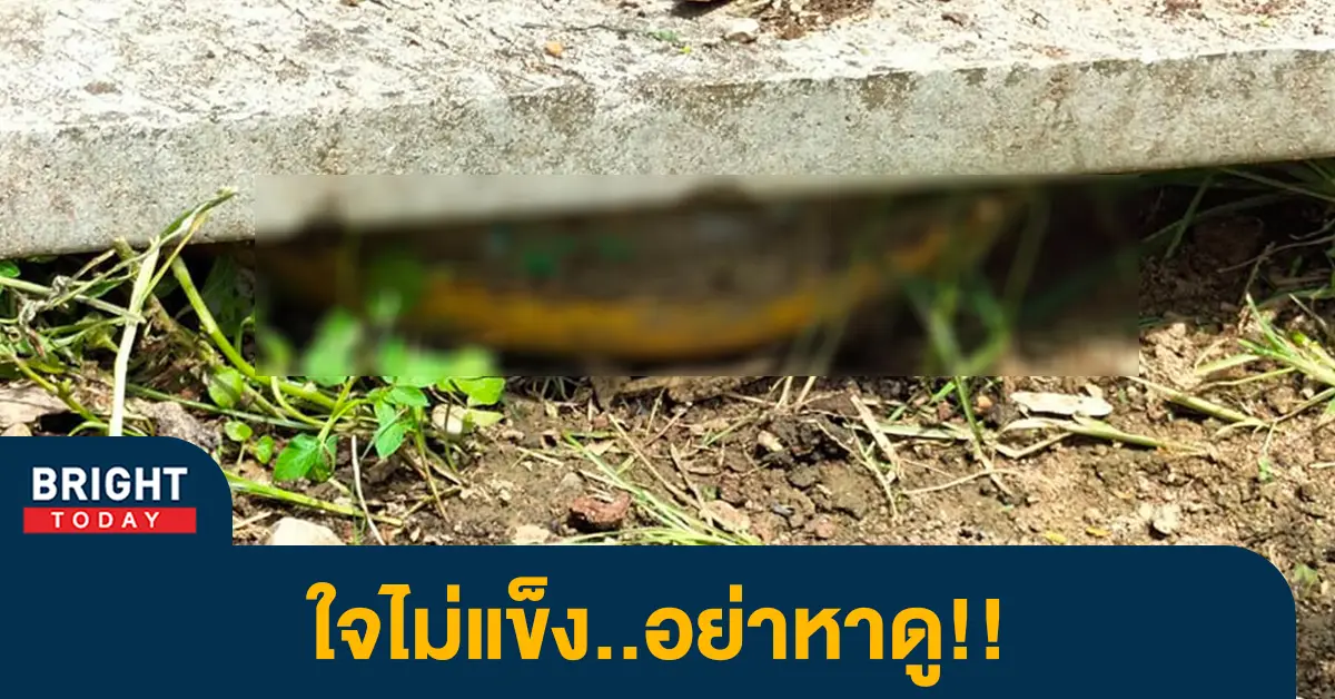 2งูใหญ่