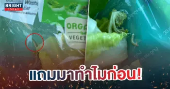 หน้าปกใหม่-สลัดผักแถมหนอน