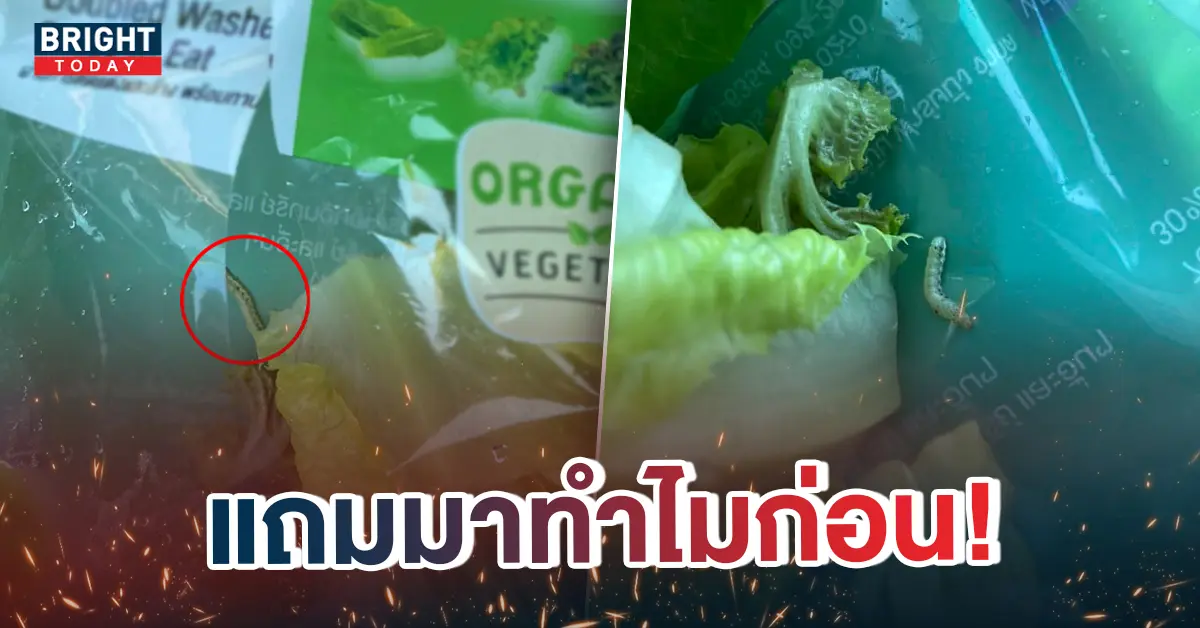 หน้าปกใหม่-สลัดผักแถมหนอน