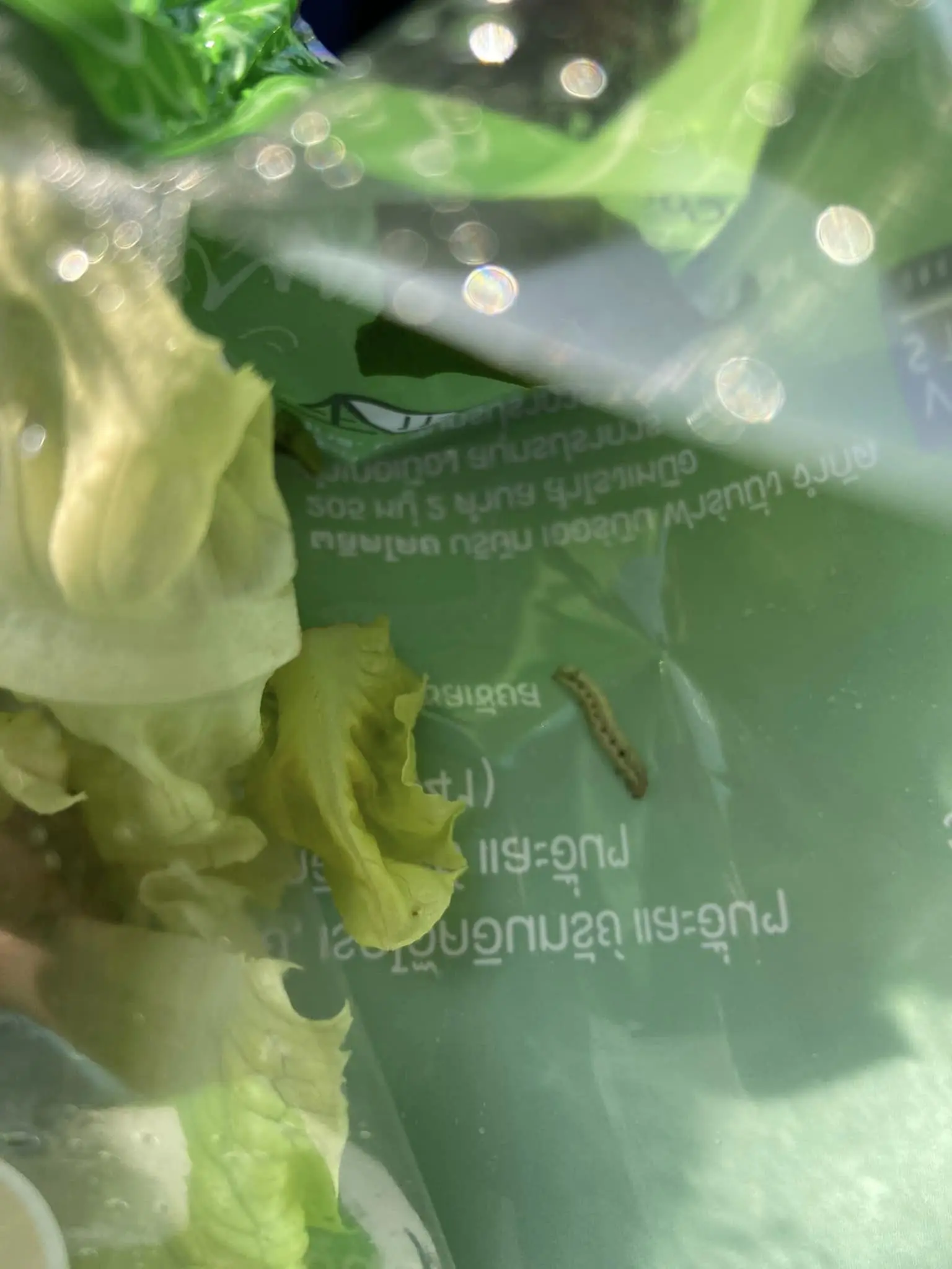 สลัดผักแถมหนอน-3