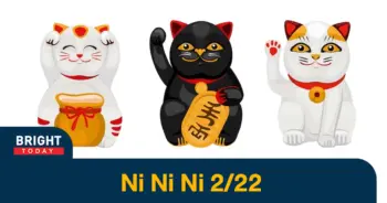 4วันแมว