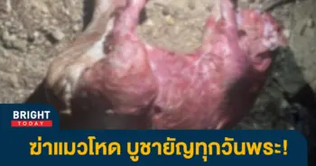 -ฆ่าแมวบูชายัญ