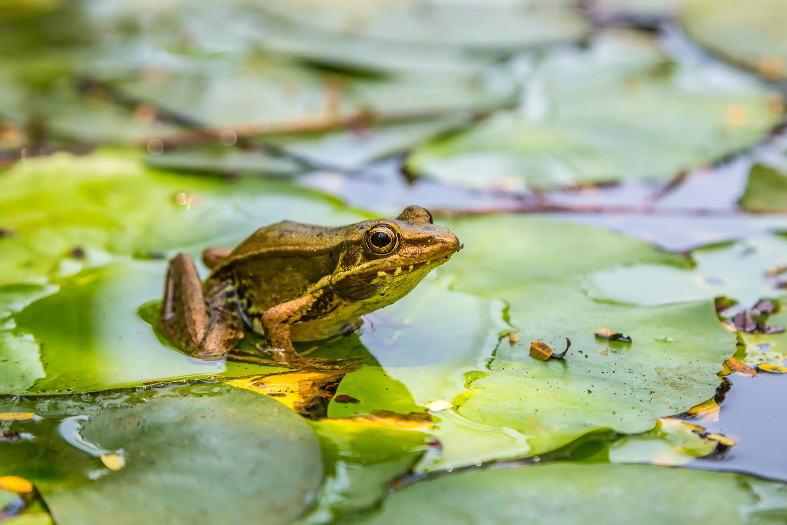 frog-lily-leaf