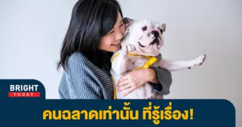 หมาแมว