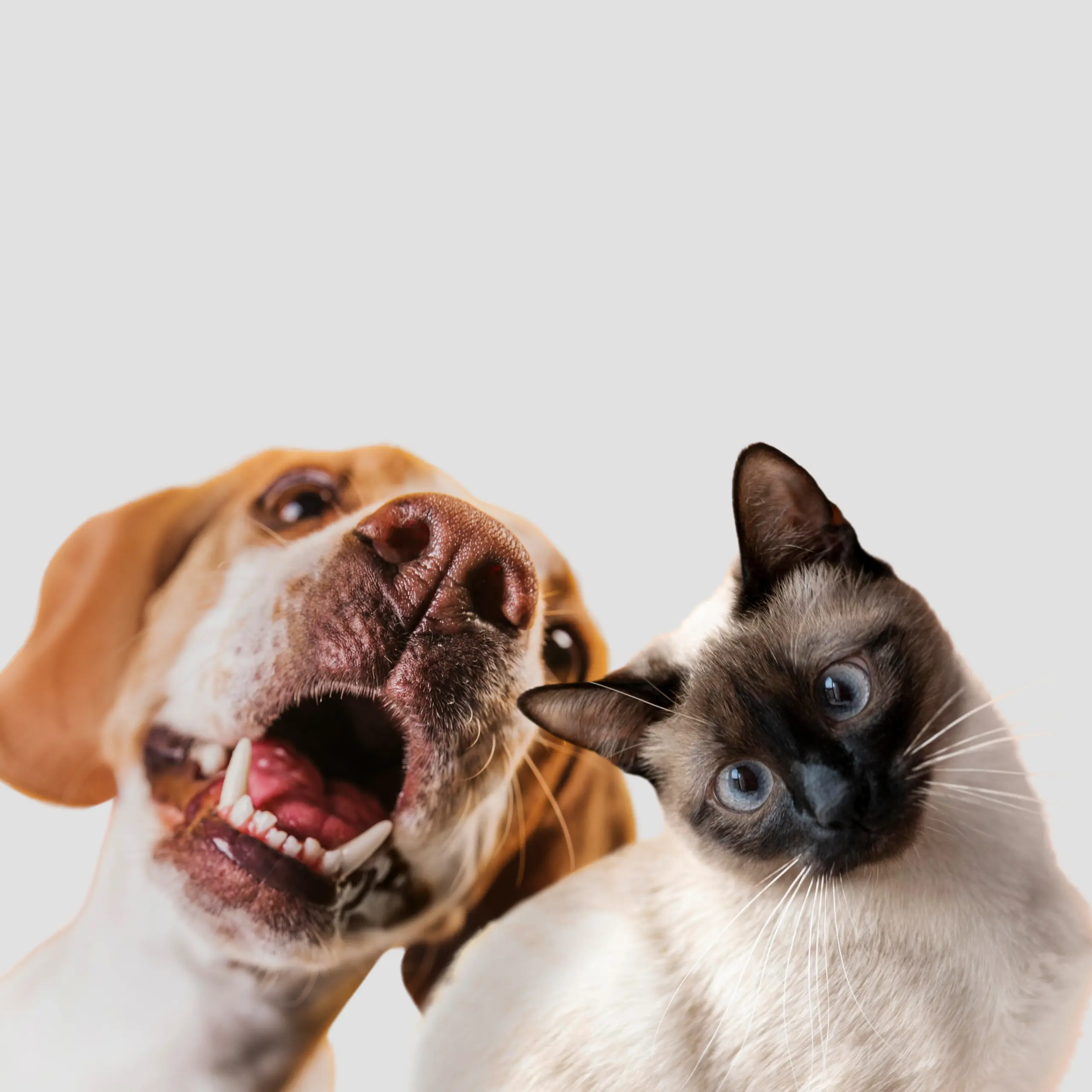 cute-pet-collage-isolated-1