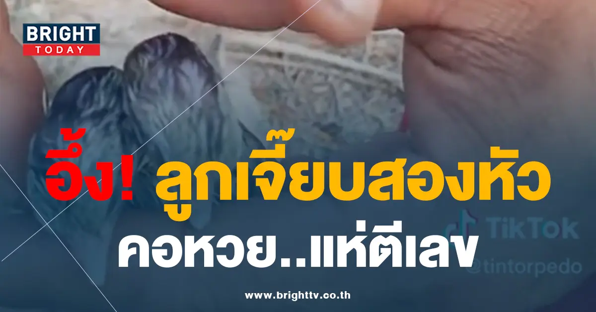 2ลูกเจี็ยบ-2