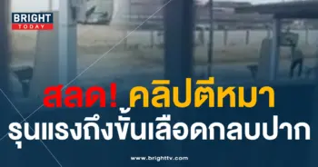 คลิปตีหมา